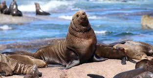 Cape_Fur_Seals.jpg