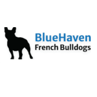 Bluehaven French Bulldogs Logo