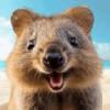 Deal Quokka Logo