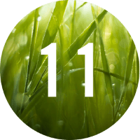 ELEVEN Logo