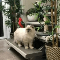 Kittykat Sleepover Logo