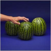 Hillfresh International BV Logo