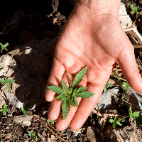 Buy Marijuana Clones By The Clone Conservatory Logo