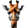 Giraffe Consulting International Logo