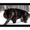 Wolfteam Ltd. Logo