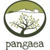 Pangaea Olivenöl aus Griechenland Logo