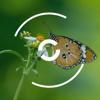GROWTHCAP Impact Advisory Logo