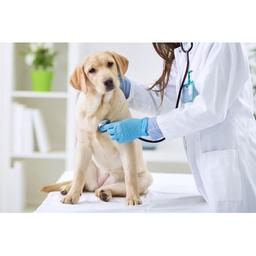 Park Hills Animal Hospital Logo