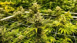 Marijuana Clone By The Clone Conservatory Logo