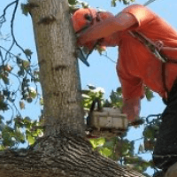 Albany Tree Service Logo