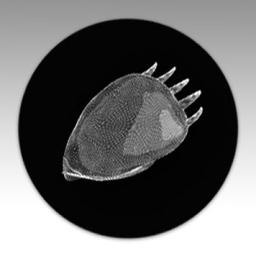 Solar Bear Design Logo