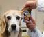 GREENSPRINGS ANIMAL CLINIC Logo
