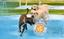 Lauderdale Pet Lodge Logo