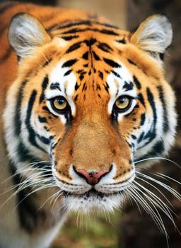 Ranthambore National Park Logo