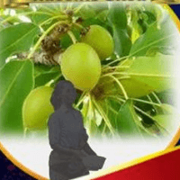 kasomo shea-bongo Logo