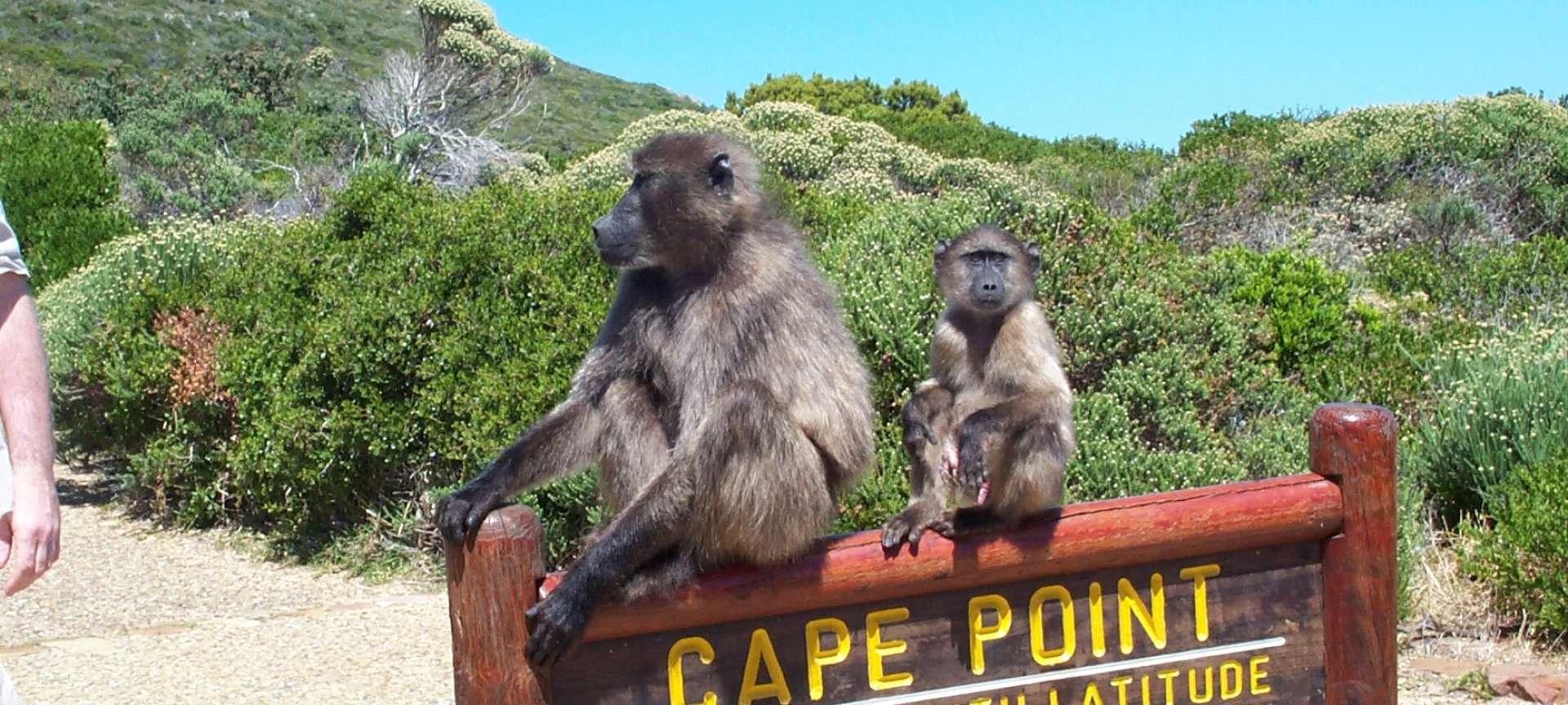 Baboons_Cape_Point.jpg