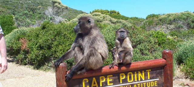 Baboons_Cape_Point.jpg