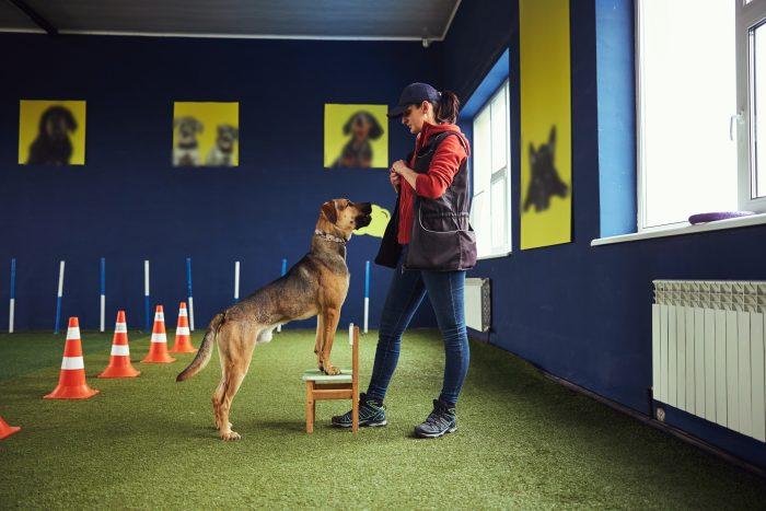 dogresort.jpg