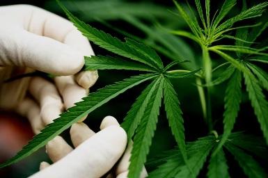 Buy_Marijuana_Online.jpg