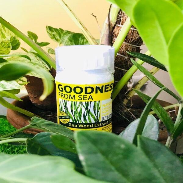 Organic_Seaweed_Liquid_Fertilizer.jpg